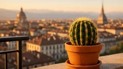 Cactus sul balcone: cosa significa secondo il feng shui e dove posizionarlo