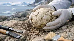 Scoperto in Antartide un uovo fossile di 68 milioni di anni: perché è un record
