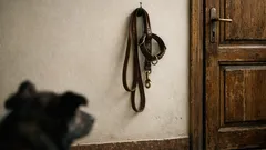 Perché il cane inclina la testa quando parli: significato e cosa sta davvero ascoltando